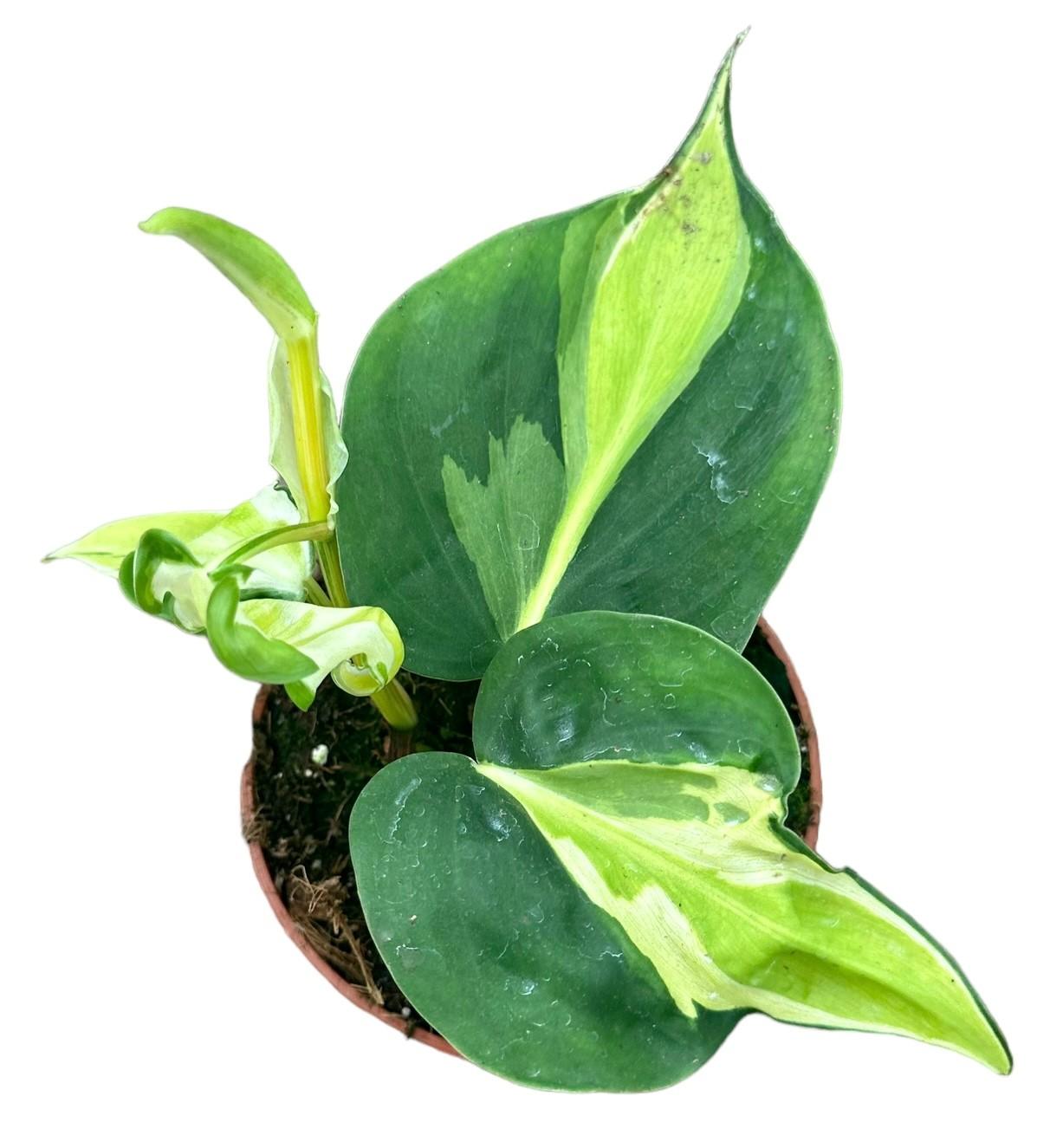 Philodendron cream splash - Ø10,5cm - ↕15cm - Bivakshop