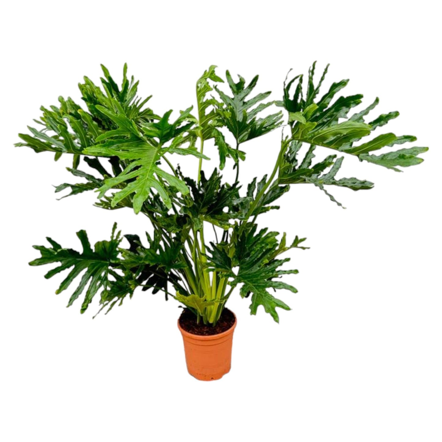 Philodendron selloum - 150 cm - Ø30 - Bivakshop