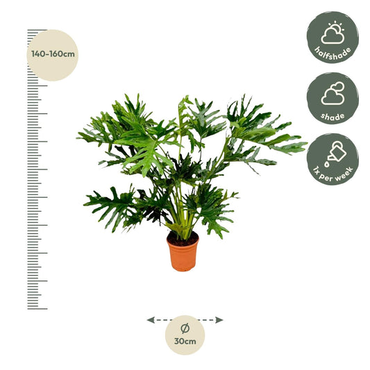 Philodendron selloum - 150 cm - Ø30 - Bivakshop