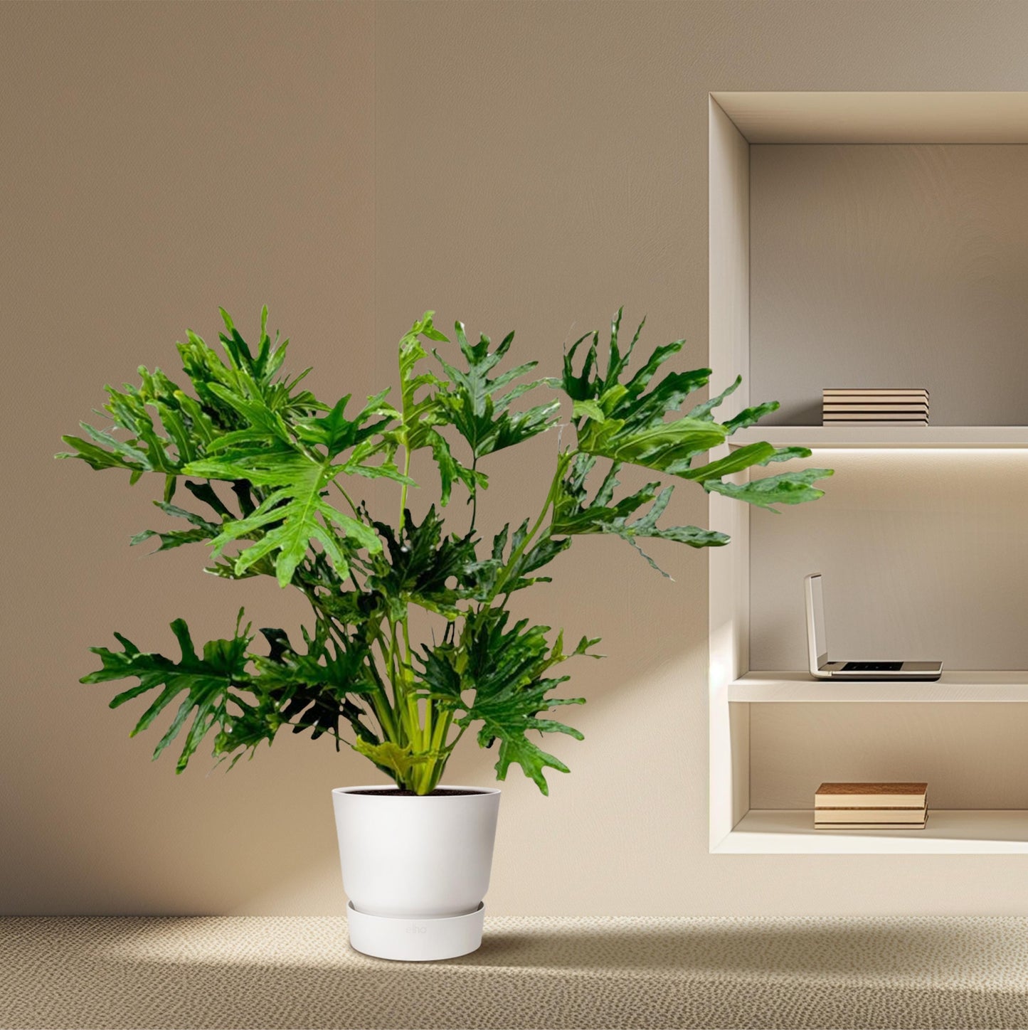 Philodendron selloum - 150 cm - Ø30 - Bivakshop