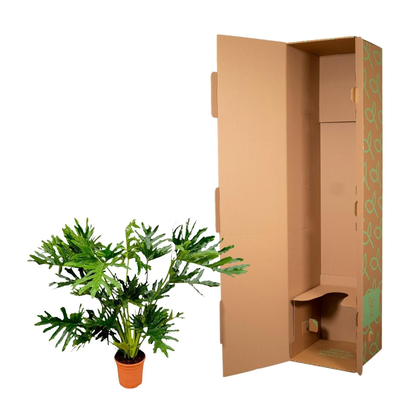 Philodendron selloum - 150 cm - Ø30 - Bivakshop