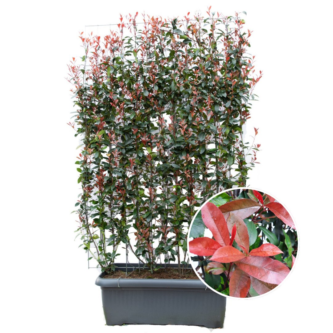 Photinia fraseri 'carré rouge' - Glansmispel - Kant en klaar haag - 120 x 40 x 180 cm - Bivakshop