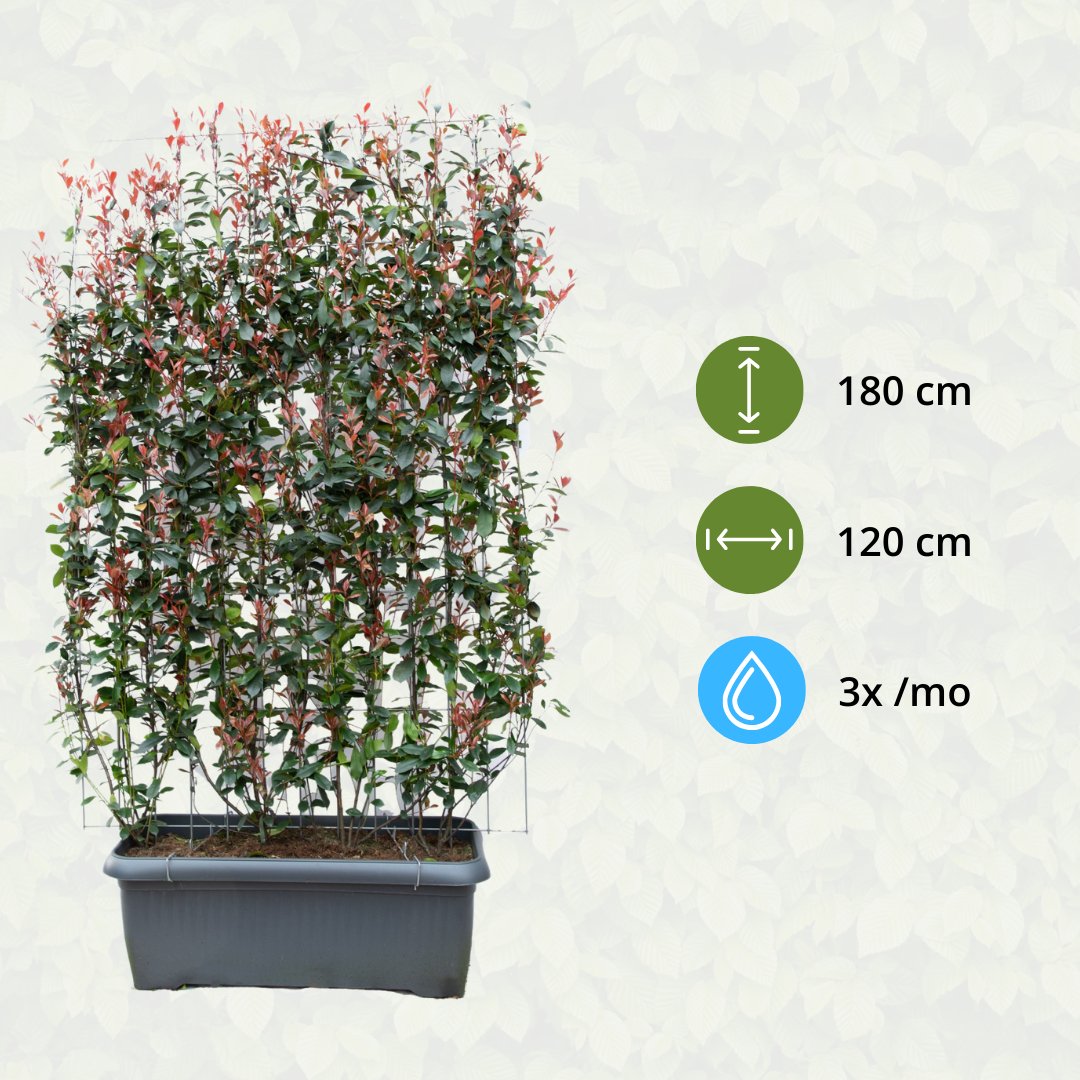 Photinia fraseri 'carré rouge' - Glansmispel - Kant en klaar haag - 120 x 40 x 180 cm - Bivakshop