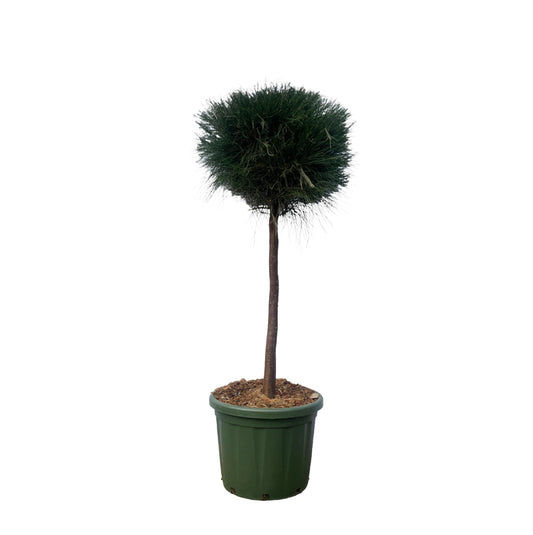 Pinus cesarerina - 180 cm - Ø48cm - Bivakshop