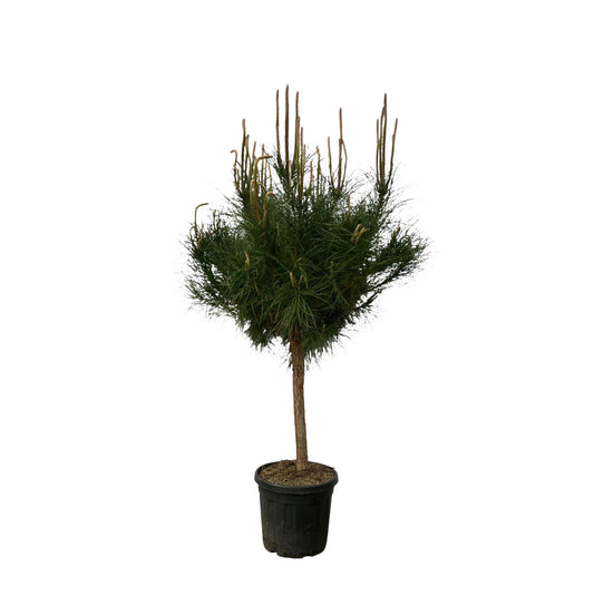 Pinus pinea - 180 cm - Ø40cm - Bivakshop