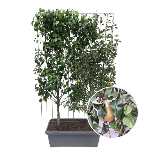 Pyrus communis 'duo peer' - Perenboom - Kant en klaar haag 120 x 40 x 180 cm - Bivakshop