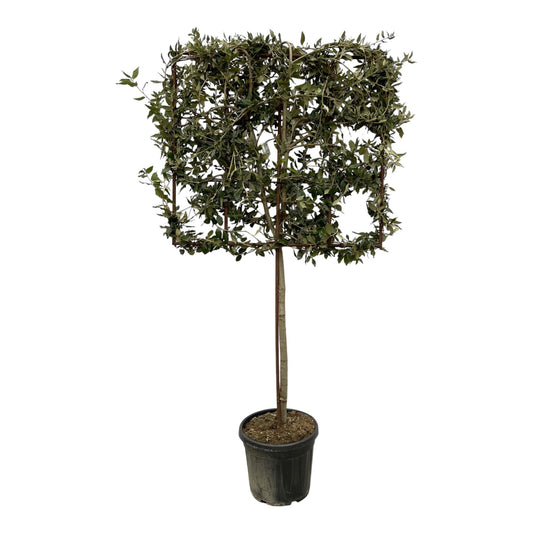 Quercus ilex boom op rek - 225 cm - Ø40cm - Bivakshop