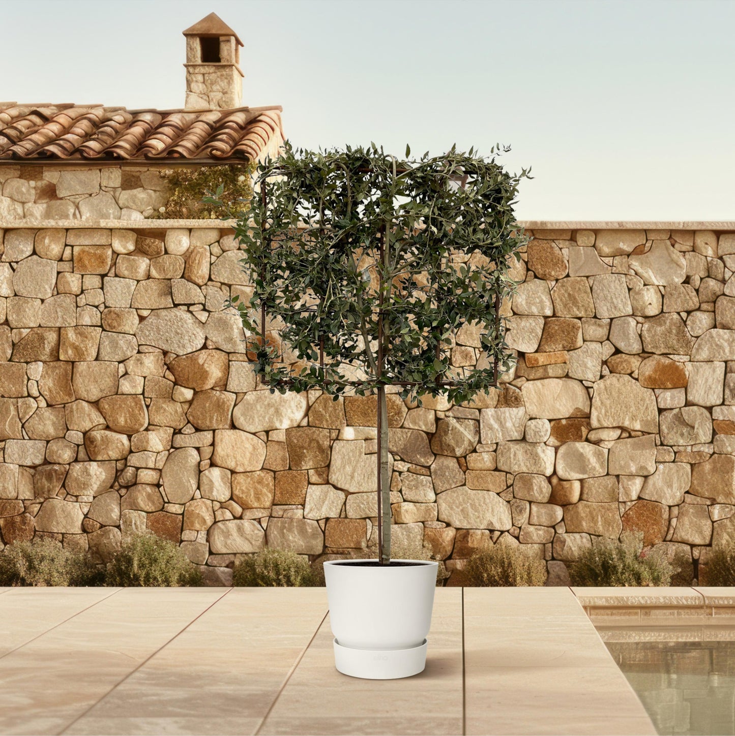 Quercus ilex boom op rek - 225 cm - Ø40cm - Bivakshop