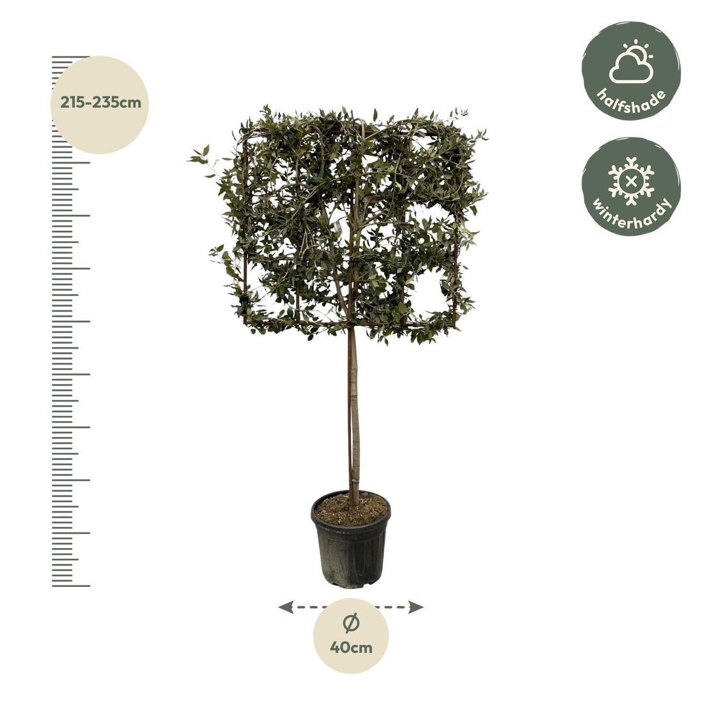 Quercus ilex boom op rek - 225 cm - Ø40cm - Bivakshop