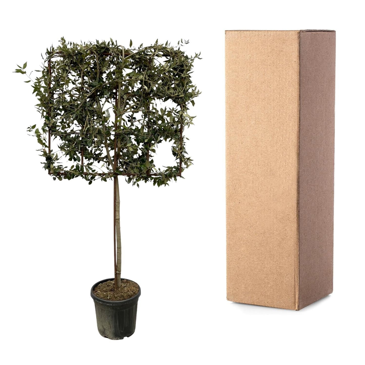 Quercus ilex boom op rek - 225 cm - Ø40cm - Bivakshop