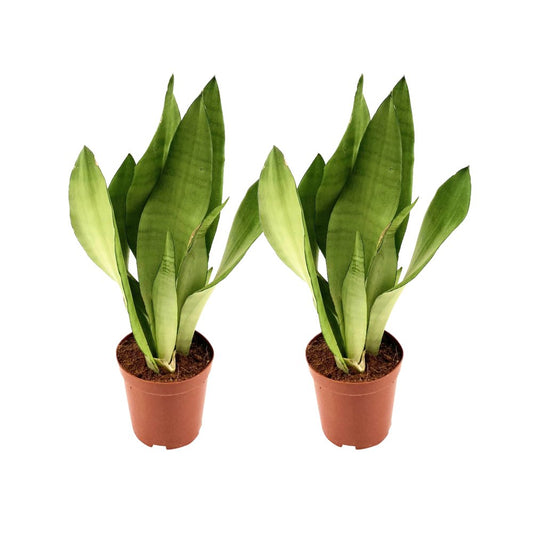 Sansevieria moonshine - 2 stuks - Ø12 cm ↕35 cm - Bivakshop