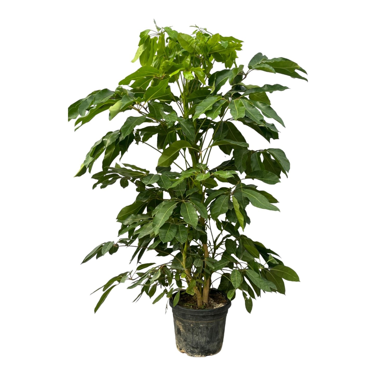 Schefflera amate - 220 cm - Ø48 cm - Bivakshop