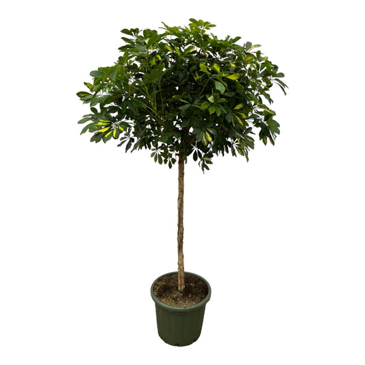 Schefflera gold capella stam - 180 cm - Ø45 cm - Bivakshop