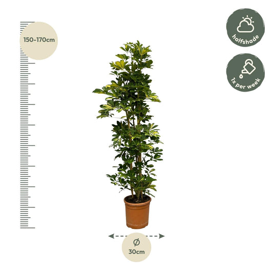 Schefflera gold capella struik - 160 cm - Ø30cm - Bivakshop