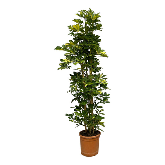 Schefflera gold capella struik - 160 cm - Ø30cm - Bivakshop