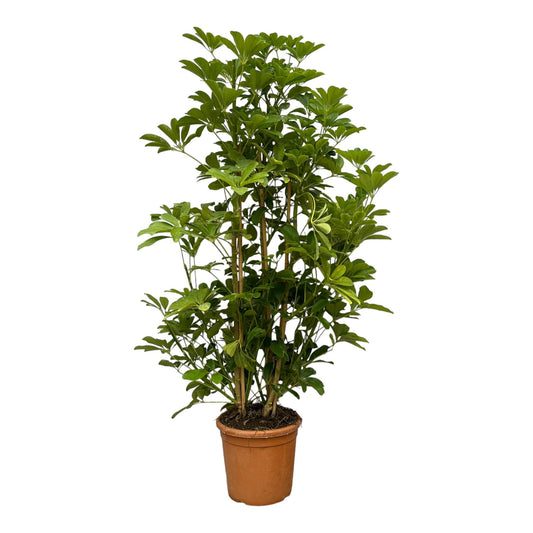 Schefflera luseana - 140 cm - Ø30 cm - Bivakshop