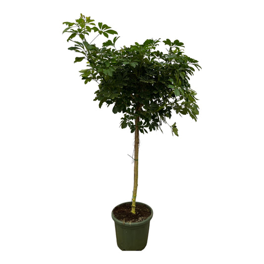 Schefflera nora stam - 220 cm - Ø45 cm - Bivakshop