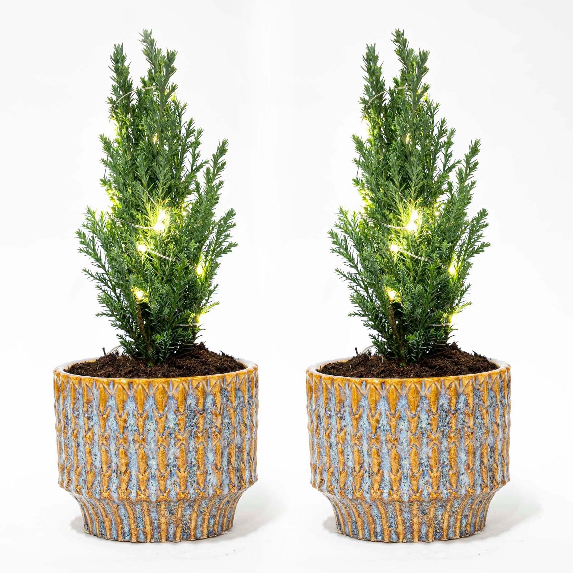 Set Van 2 - Kerstboom 'Ellwoodii' + Pot Echo + 20 Led Lampen - 25 - 30 Cm Hoog - Bivakshop