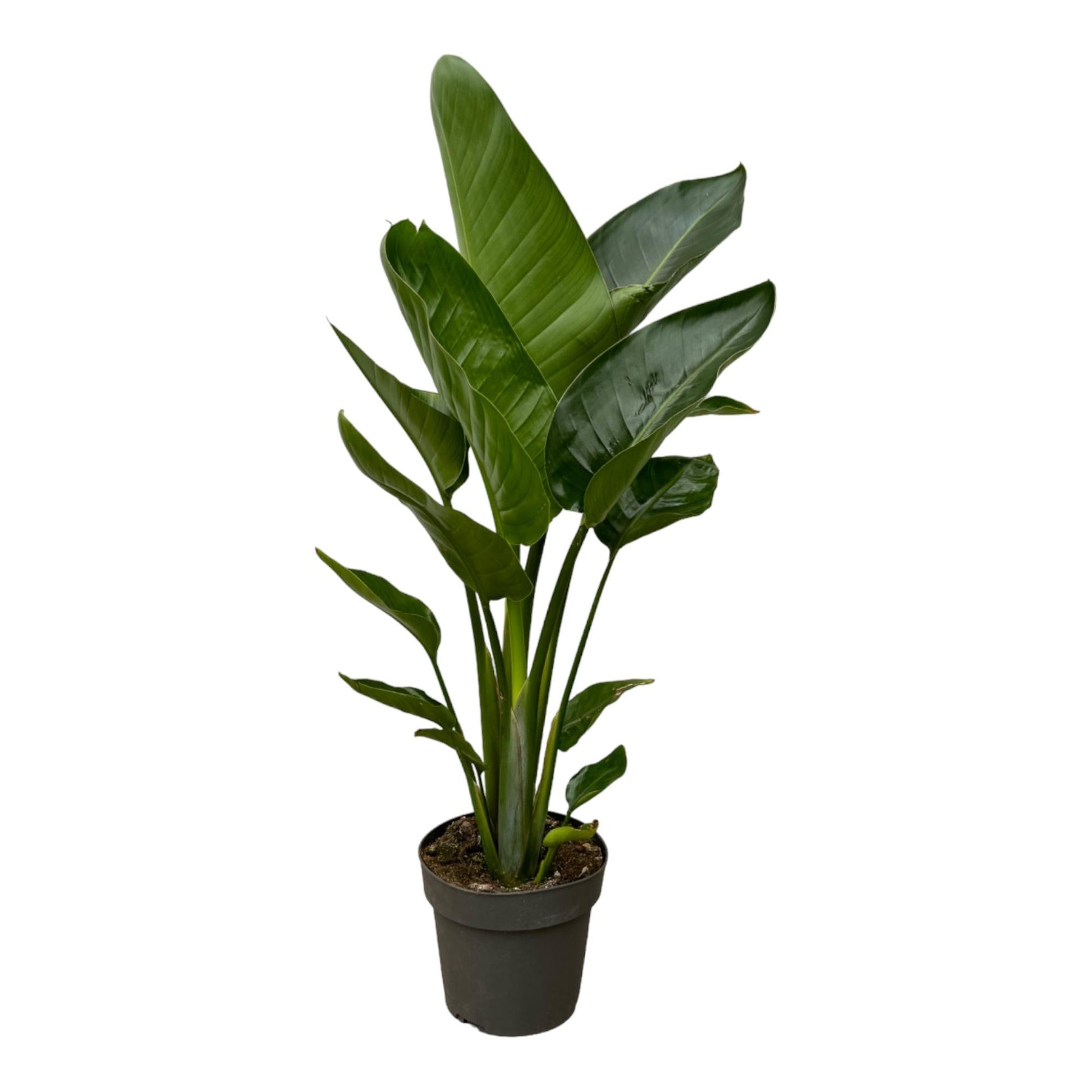 Strelitzia nicolai - 90 cm - Ø19cm - Bivakshop