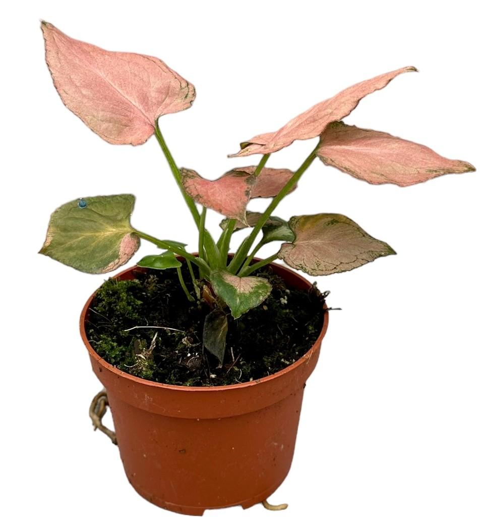 Syngonium pink perfection - Ø10,5Cm - ↕15Cm - Bivakshop