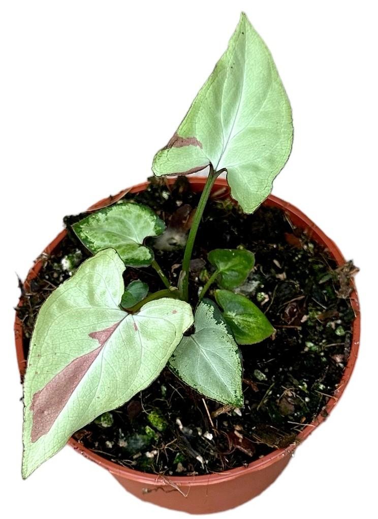 Syngonium strawberry milk - Ø10,5cm - ↕15cm - Bivakshop