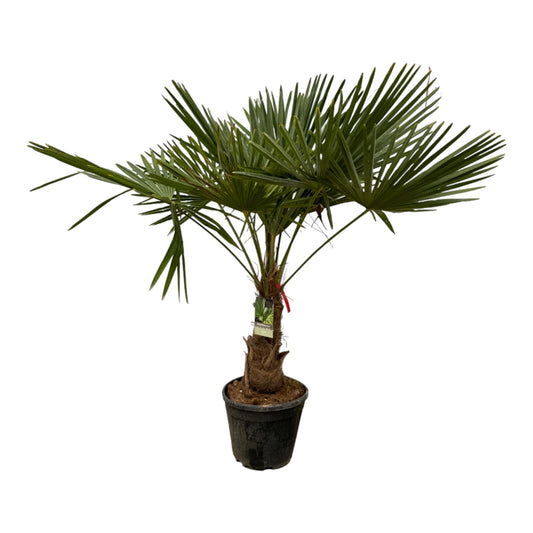 Trachycarpus fortuneii - 200 cm - Ø30cm - Bivakshop