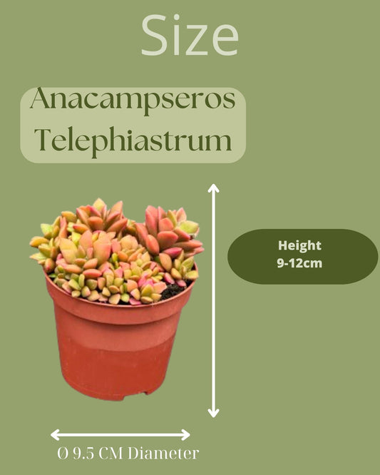 Vetplanten - Anacampseros rufescens varigata - 8.5Cmø ↕️8 10Cm hoog - 3 Stuks - Bivakshop