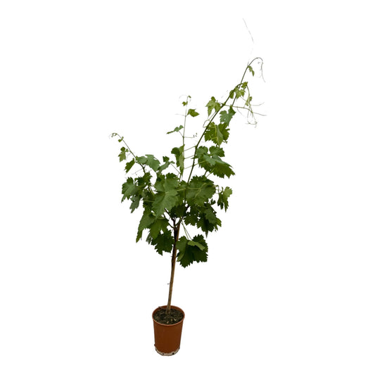 Vitis vinifera op stam - 140 cm - Ø19 cm - Bivakshop