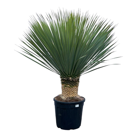 Yucca rostrata - 140 cm - Ø50cm - Bivakshop