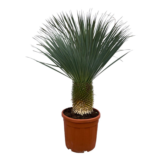 Yucca rostrata - 160 cm - Ø50cm - Bivakshop