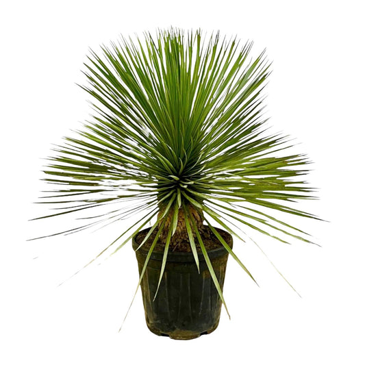 Yucca rostrata op stam - 70 cm - Ø27 - Bivakshop