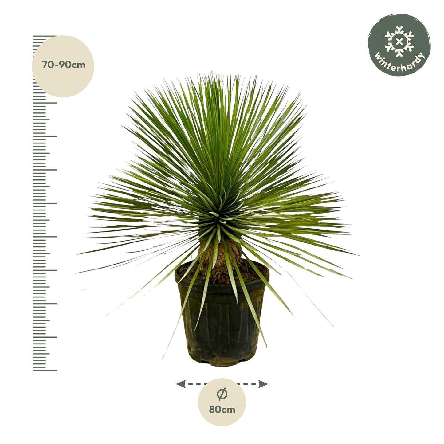 Yucca rostrata op stam - 70 cm - Ø27 - Bivakshop