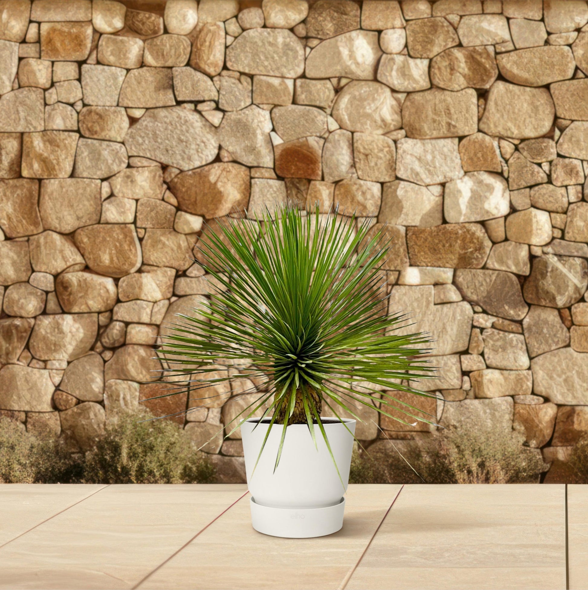 Yucca rostrata op stam - 70 cm - Ø27 - Bivakshop