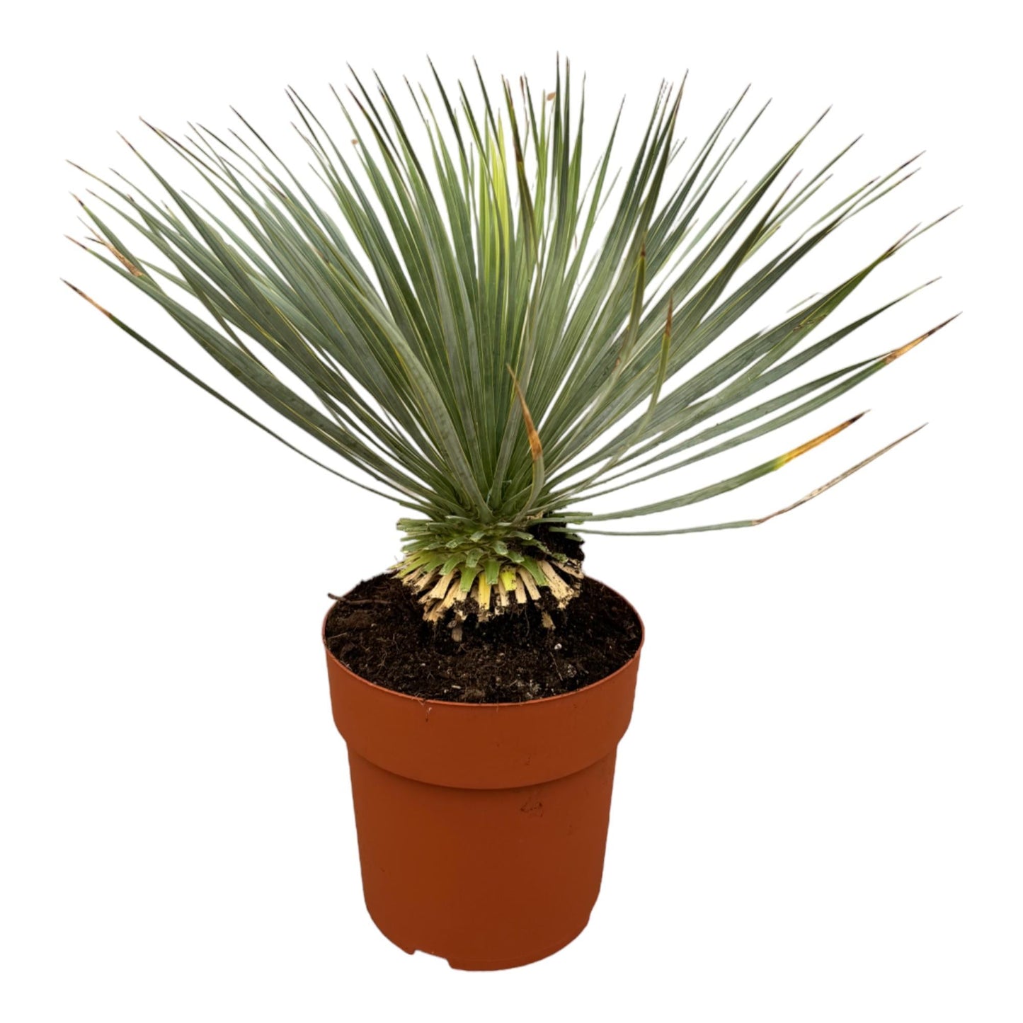 Yucca rostrata op stam - 70 cm - Ø27 - Bivakshop