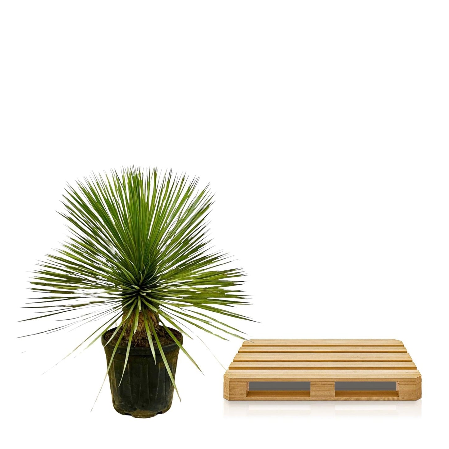 Yucca rostrata op stam - 70 cm - Ø27 - Bivakshop